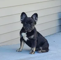 Peggy DNA intensity, EmEm kyky ata Dd co , a female French Bulldog for sale in Cairo, MO – 4 of 6