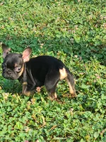 William, a male French Bulldog for sale in Cairo, MO – 5 of 6
