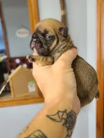 Thelma, a female French Bulldog for sale in Cairo, MO – 4 of 4