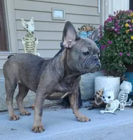 Penny, a female French Bulldog for sale in Cairo, MO – 2 of 3