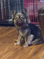 Wicket DNA int, EmE kyky ayat DD coco, a female French Bulldog for sale in Cairo, MO – 4 of 5