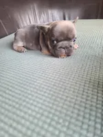Louise, a female French Bulldog for sale in Cairo, MO – 5 of 10