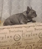 Frenzy DNA EmE kbky aya dd co L4, a female French Bulldog for sale in Cairo, MO – 4 of 5