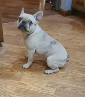 Pinky EE kyky coco Dd ayat m, a male French Bulldog for sale in Cairo, MO – 10 of 10