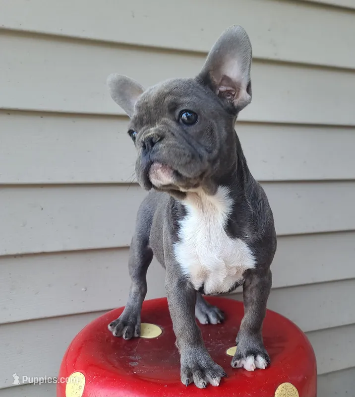 Toby – French Bulldog puppy for sale in Cairo, MO