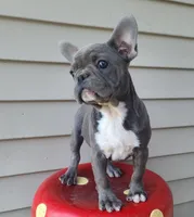 Toby, a female French Bulldog for sale in Cairo, MO – 1 of 5