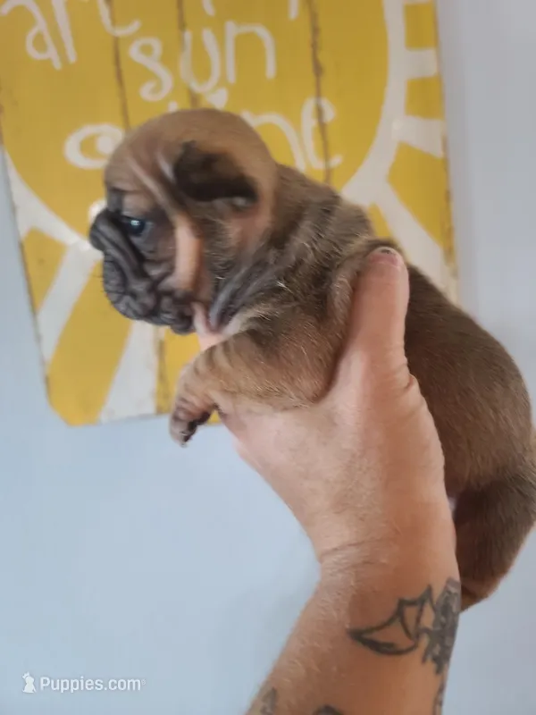Thelma – French Bulldog puppy for sale in Cairo, MO