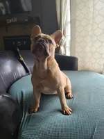 Brain, a male French Bulldog for sale in Cairo, MO – 5 of 10