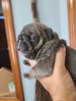 Louise, a female French Bulldog for sale in Cairo, MO – 3 of 4