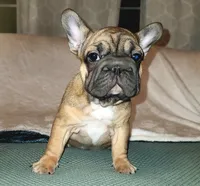 Thelma Bb, co, Dd, pinkx1, intx1, aya, a female French Bulldog for sale in Cairo, MO – 2 of 10