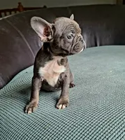 Toby, a female French Bulldog for sale in Cairo, MO – 2 of 2