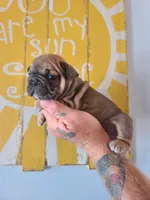 Thelma Bb, co, Dd, pinkx1, intx1, aya, a female French Bulldog for sale in Cairo, MO – 5 of 10