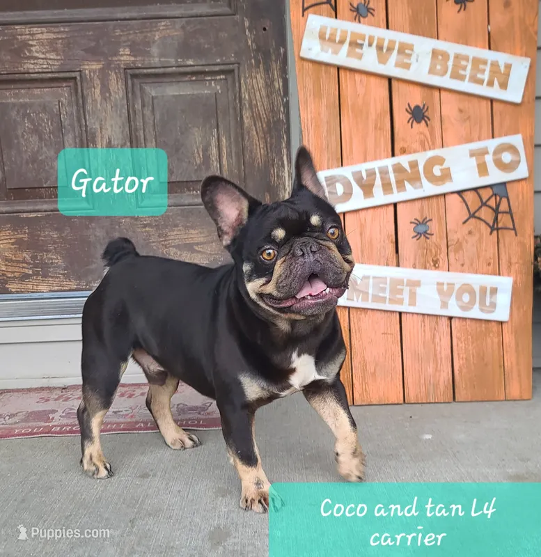 Gator DNA int, EmE kyky atat DD coco L4 – French Bulldog puppy for sale in Cairo, MO