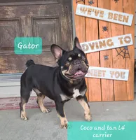Gator DNA int, EmE kyky atat DD coco L4, a male French Bulldog for sale in Cairo, MO – 1 of 3