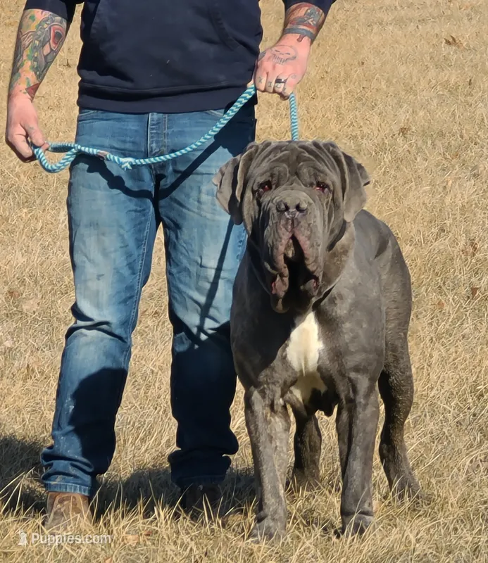 Oberyn – Neapolitan Mastiff puppy for sale in Cairo, MO