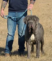 Oberyn, a male Neapolitan Mastiff for sale in Cairo, MO – 1 of 2