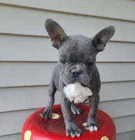 Toby, a female French Bulldog for sale in Cairo, MO – 2 of 5