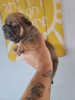 Thelma Bb, co, Dd, pinkx1, intx1, aya, a female French Bulldog for sale in Cairo, MO – 10 of 10