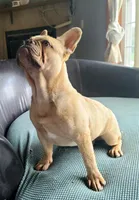 Brain, a male French Bulldog for sale in Cairo, MO – 4 of 10