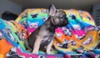 Tammy , a female French Bulldog for sale in Cairo, MO – Photo 3 of 4