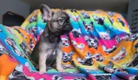 Tammy , a female French Bulldog for sale in Cairo, MO – Photo 1 of 4