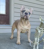 Jareth, a male French Bulldog for sale in Cairo, MO – 3 of 4