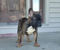 Ludo, a male French Bulldog for sale in Cairo, MO – 3 of 3
