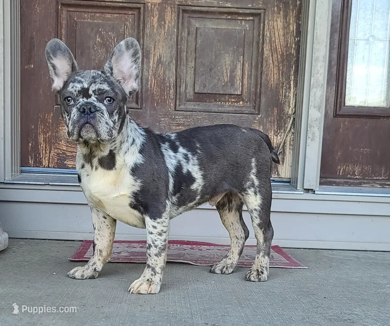 Hoggle – French Bulldog puppy for sale in Cairo, MO