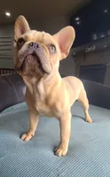 Pinky, a male French Bulldog for sale in Cairo, MO – 2 of 10