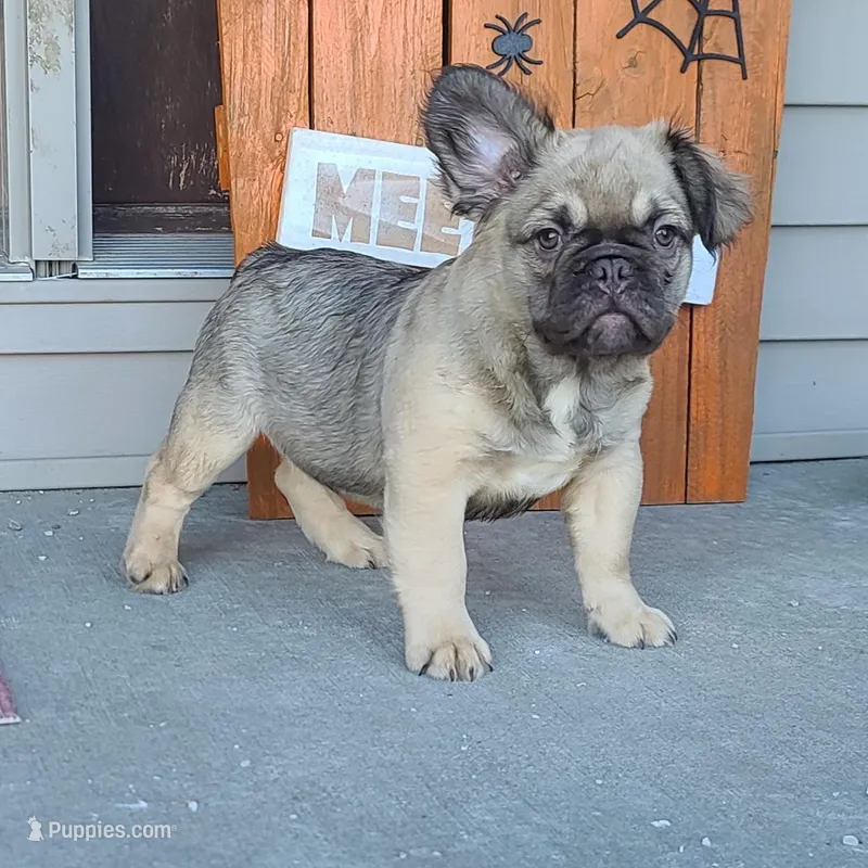 Dustin – French Bulldog puppy for sale in Cairo, MO