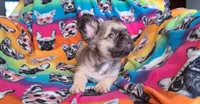 Dustin, a male French Bulldog for sale in Cairo, MO – Photo 9 of 10