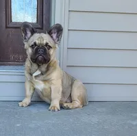 Dustin, a male French Bulldog for sale in Cairo, MO – Photo 3 of 9