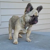 Dustin, a male French Bulldog for sale in Cairo, MO – Photo 5 of 9