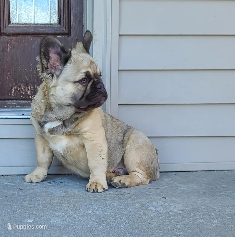 Dustin – French Bulldog puppy for sale in Cairo, MO