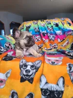 Dustin, a male French Bulldog for sale in Cairo, MO – Photo 2 of 10