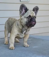Dustin, a male French Bulldog for sale in Cairo, MO – Photo 8 of 9