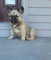 Dustin, a male French Bulldog for sale in Cairo, MO – Photo 2 of 9