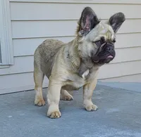 Dustin, a male French Bulldog for sale in Cairo, MO – Photo 4 of 9