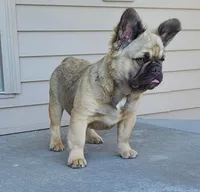 Dustin, a male French Bulldog for sale in Cairo, MO – Photo 6 of 9