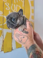 Louise, a female French Bulldog for sale in Cairo, MO – 8 of 10