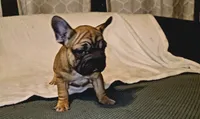 Thelma Bb, co, Dd, pinkx1, intx1, aya, a female French Bulldog for sale in Cairo, MO – 4 of 10