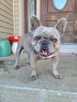 Frenzy DNA EmE kbky aya dd co L4, a female French Bulldog for sale in Cairo, MO – 2 of 5