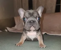 Louise Bb, intx2, pinkx1, dd, ayat, a female French Bulldog for sale in Cairo, MO – 4 of 10