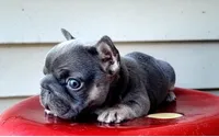Louise Bb, intx2, pinkx1, dd, ayat, a female French Bulldog for sale in Cairo, MO – 6 of 10