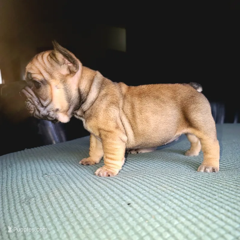 Thelma – French Bulldog puppy for sale in Cairo, MO