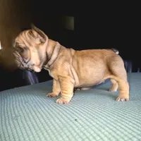 Thelma Bb, co, Dd, pinkx1, intx1, aya, a female French Bulldog for sale in Cairo, MO – 1 of 10