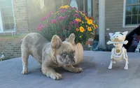 Agatha DNA EmE kyky ayay dd merle, a female French Bulldog for sale in Cairo, MO – 4 of 6