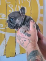Louise, a female French Bulldog for sale in Cairo, MO – 6 of 10