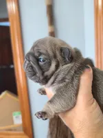 Louise, a female French Bulldog for sale in Cairo, MO – 4 of 4