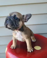 Thelma Bb, co, Dd, pinkx1, intx1, aya, a female French Bulldog for sale in Cairo, MO – 7 of 10